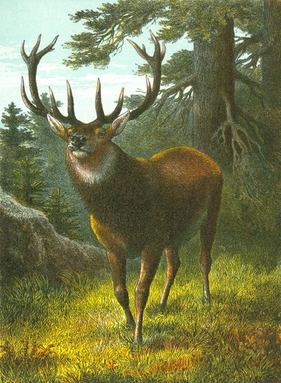 A Wapiti alkotó: English School