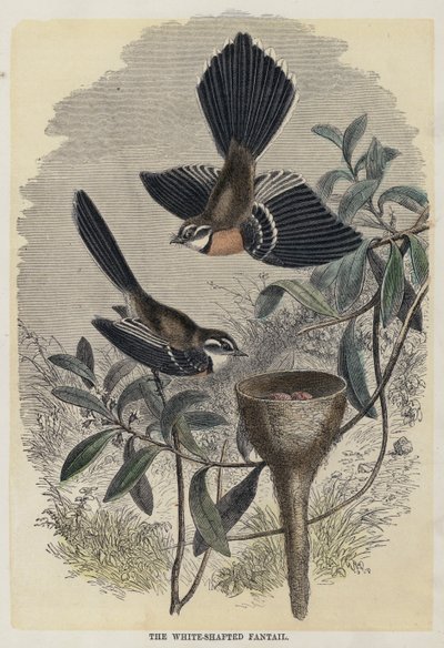 The White Shafted Fantail (színes metszet) alkotó: English School