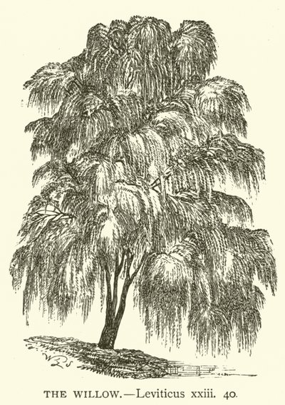 The Willow, Leviticus, xxiii, 40 (metszet) alkotó: English School