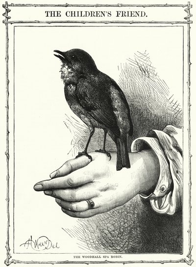 A Woodhall Spa-i Robin (metszet) alkotó: English School