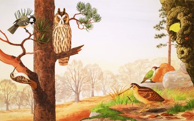 Az erdők télen és mit találhat alkotó: English School
