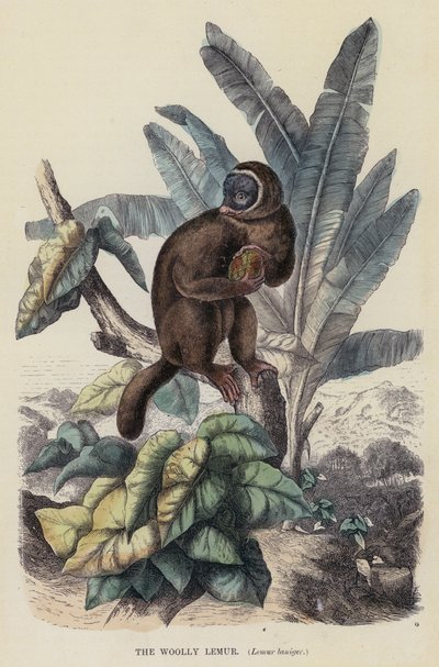 The Woolly Lemur, Lemur laniger (színes metszet) alkotó: English School