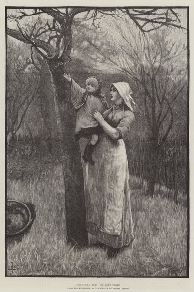 The Young Bud (metszet) alkotó: English School