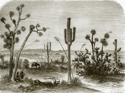 Az óriás cereus alkotó: English School