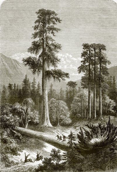 Sonora nagy fenyőfái alkotó: English School
