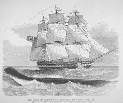 A nagy tengeri kígyó, amikor először látták a HMS Daedalusról 1848-ban, 1848 körül (metszet) alkotó: English School