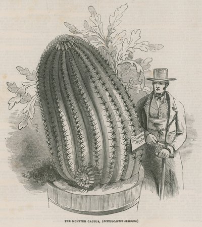 A szörny kaktusz (Echinocactus stainesh) a Royal Gardensben, Kew, London alkotó: English School