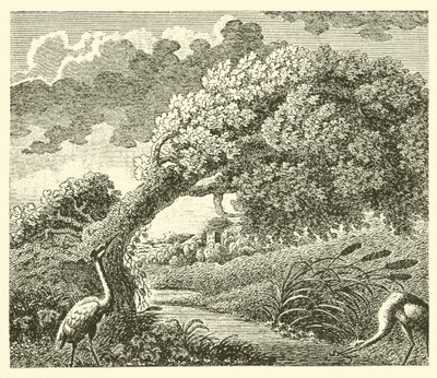 A tölgy és a nád (metszet) alkotó: English School