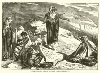 "Minden reggel összeszedték", Exodus, xvi, 21 (metszet) alkotó: English School