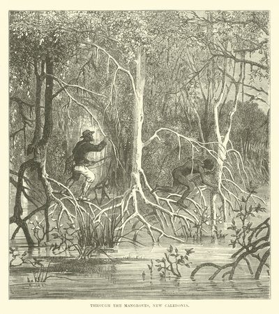 A Mangrove-on keresztül, Új-Kaledónia alkotó: English School