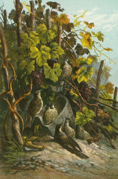 Rigó és szőlő alkotó: English School