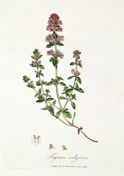 Kakukkfű, Thymus vulgaris, közzétette Dr. Woodville alkotó: English School