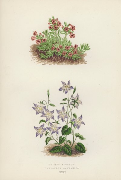 Thymus azureus; Campanula garganica (színes litó) alkotó: English School