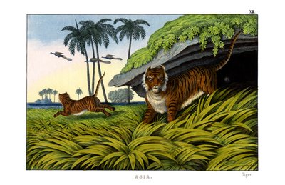 Tigris alkotó: English School