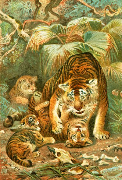 Tigris és kölykök alkotó: English School