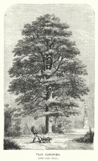 Tilia Europaea, A hársfa (metszet) alkotó: English School