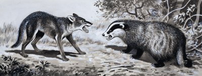Tooth and Claw: Animals in Combat alkotó: English School