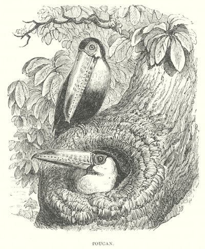 Toucan (metszet) alkotó: English School