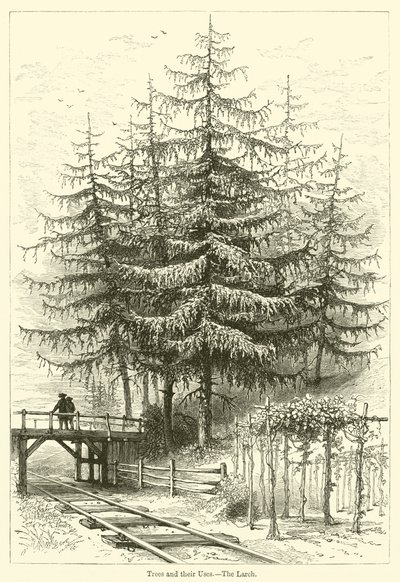 Fák és felhasználásuk, A vörösfenyő (metszet) alkotó: English School