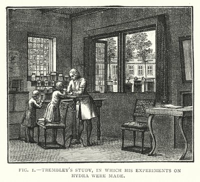 Trembley tanulmánya, amelyben a hidrával kapcsolatos kísérleteit végezték (metszet) alkotó: English School
