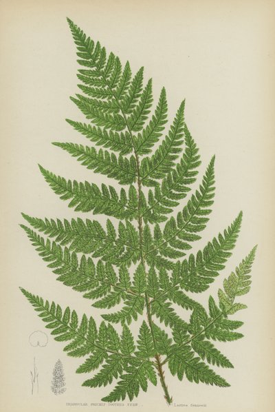 Háromszög alakú tüskés fogú páfrány (színes litó) alkotó: English School