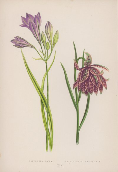Triteleia Laxa; Fritillaria Meleagris (színes litó) alkotó: English School