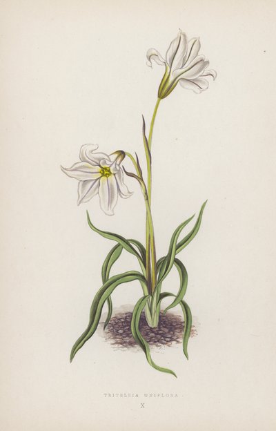 Triteleia Uniflora (színes litográfia) alkotó: English School