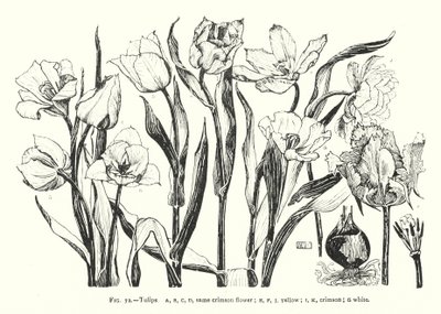 tulipánok; ugyanaz a bíbor virág; sárga; karmazsinvörös; fehér (metszet) alkotó: English School
