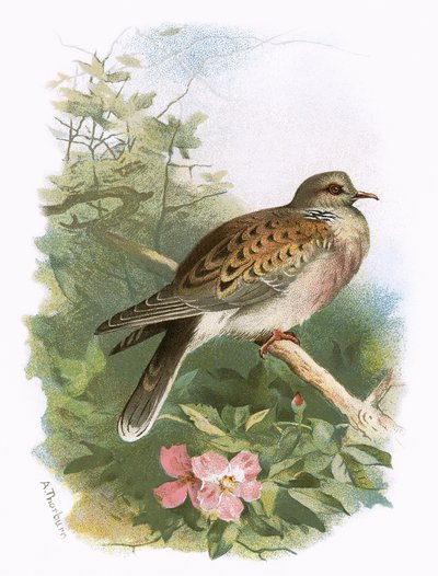Turtle Dove alkotó: English School