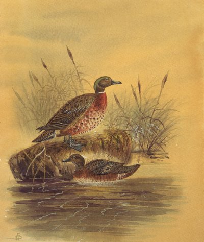 Két kacsa a Reeded Banknál, 1890 körül (wc papíron) alkotó: English School