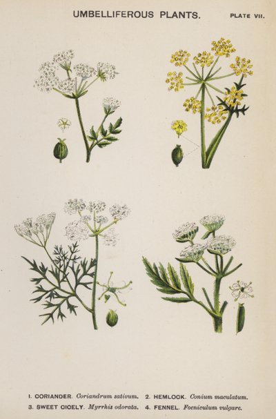 Ernyős növények (színes litho) alkotó: English School