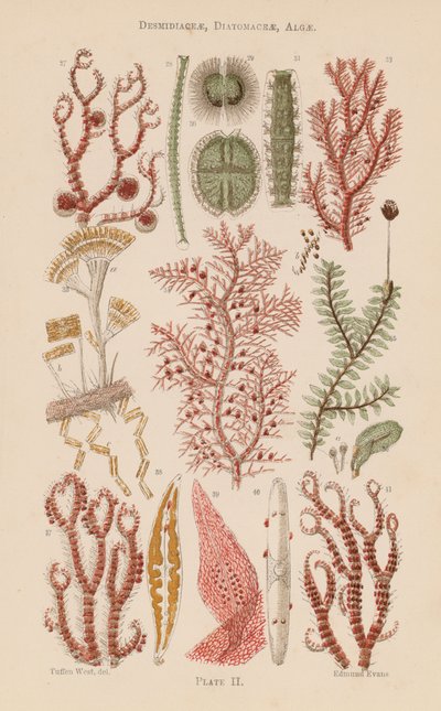 Mikroszkóp alatt: Desmidiaceae, Diatomaceae, Alga (színes litho) alkotó: English School