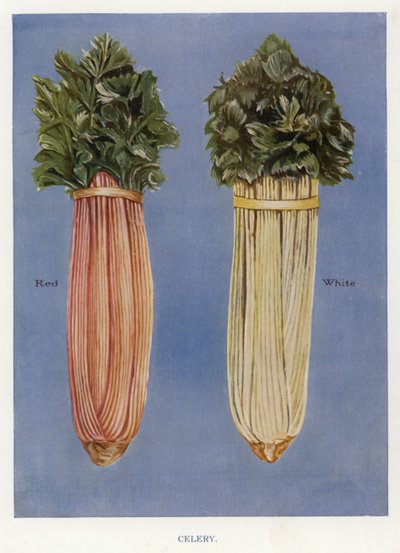 Útmutató zöldségtermesztőknek: Zeller (színes litho) alkotó: English School