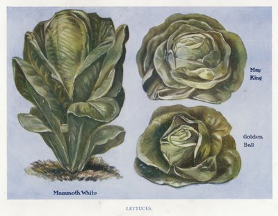 Útmutató zöldségtermesztőknek: Saláta (színes litho) alkotó: English School