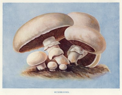 Útmutató zöldségtermesztőknek: Gomba (színes litho) alkotó: English School