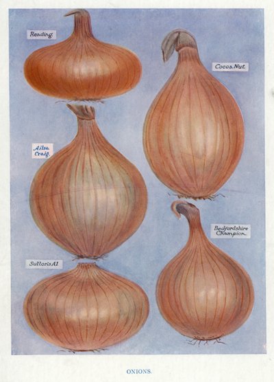 Útmutató zöldségtermesztőknek: Hagyma (színes litho) alkotó: English School