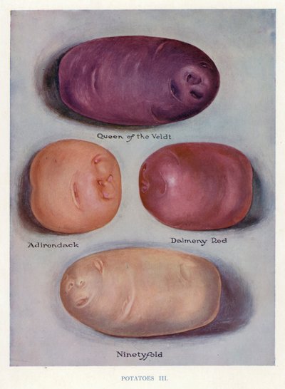Zöldségtermesztői útmutató: Burgonya (színes litográfia) alkotó: English School
