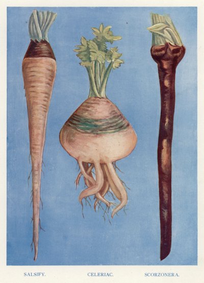 Útmutató zöldségtermesztőknek: Salsify, Zeller, Scorzonera (színes litho) alkotó: English School