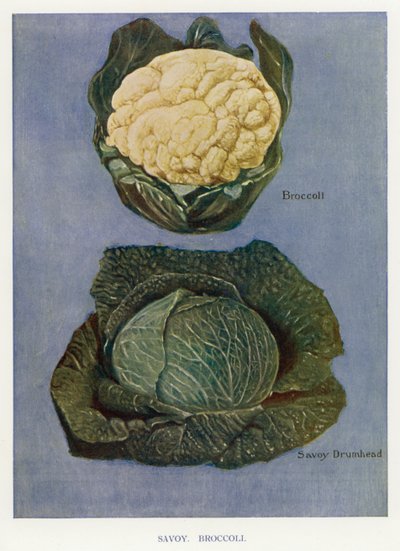 Útmutató zöldségtermesztőknek: Savoy, Brokkoli (színes litho) alkotó: English School