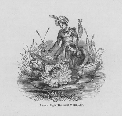 Victoria Regia, A királyi tavirózsa (színes metszet) alkotó: English School