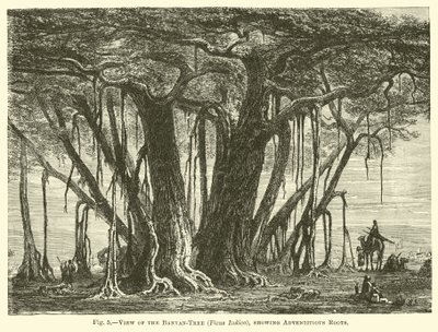 Kilátás a Banyan-tree-re (Ficus Indica), amely a járulékos gyökereket mutatja alkotó: English School