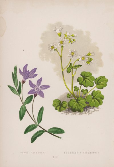 Vinca Herbacea; Romanzovia Sitchensis (színes litho) alkotó: English School