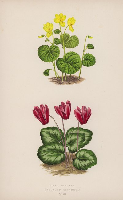 Viola Biflora; Cyclamen Repandum (színes lito) alkotó: English School