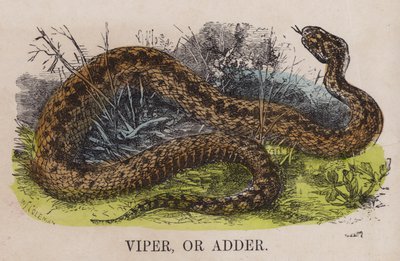 Viper vagy adder alkotó: English School