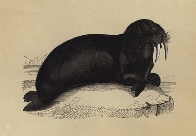 Walrus (színes litográfia) alkotó: English School