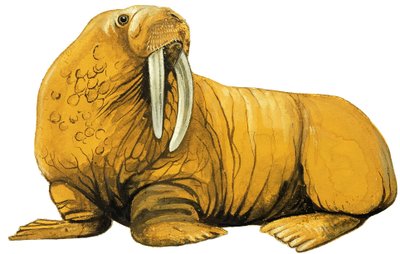 Walrus alkotó: English School