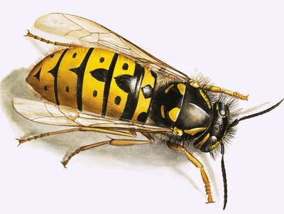 Darázs alkotó: English School