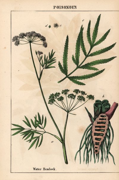 Vízi bürök, amely leveleket, gyökérszerkezetet és virágokat mutat. Cicuta virosa   , a "The Instructive Picturebook, or Lessons from the Vegetable World", [Charlotte Mary Yonge], Edinburgh alkotó: English School