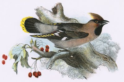 Waxwing alkotó: English School
