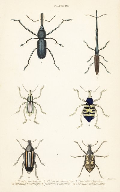 Zsizsik: Brentus ancharago 1, Rhina barbirostris 2, Curculio cuviera 3, Eupholus geoffroyi 4, Larinus medve 5 és Curculio sphacelatus 6 alkotó: English School